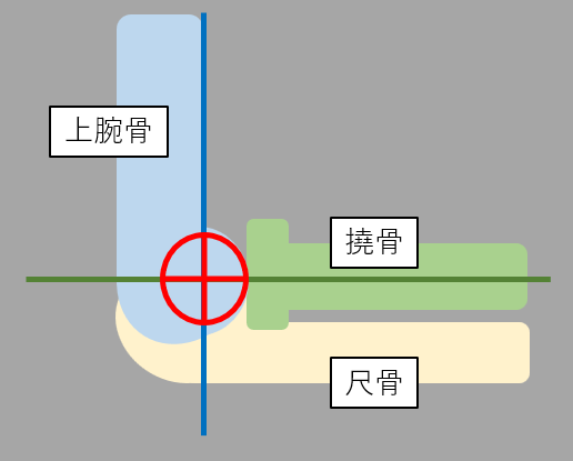 上腕骨滑車の中心の画像